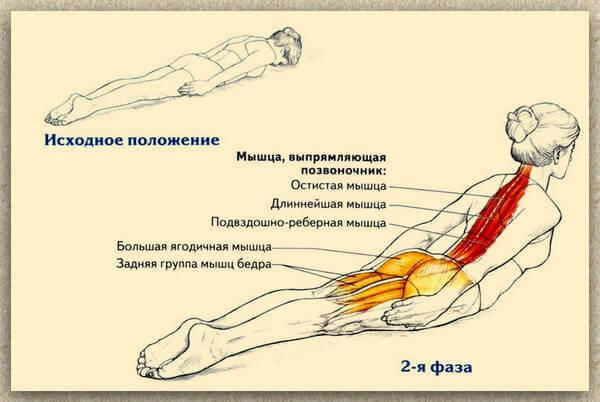 Упражнения для укрепления мышц спины из положения лежа