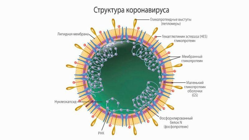 строение коронавируса ковид 19